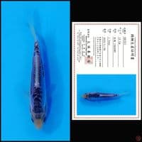 SHUSUI MARUSEI, 14CM