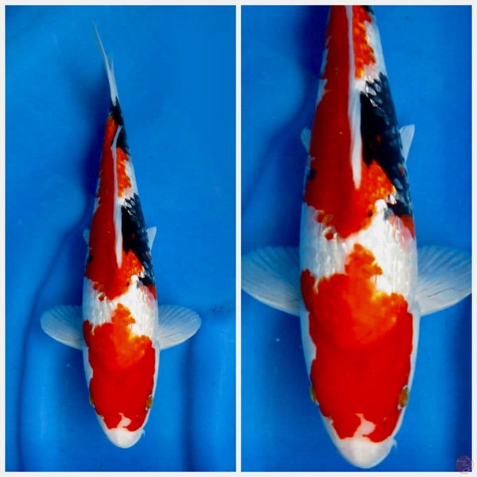 Red showa gingrin size 33cm male 