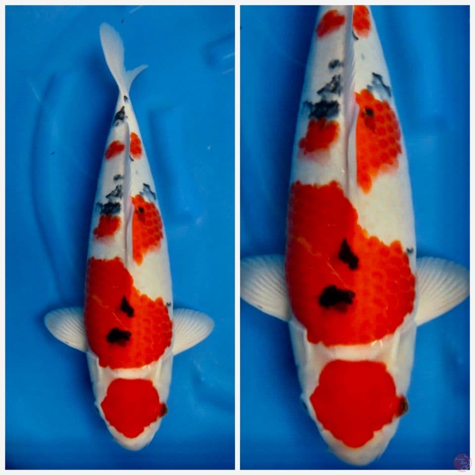 Sanke maruten ori 53cm jumbo Tosai 