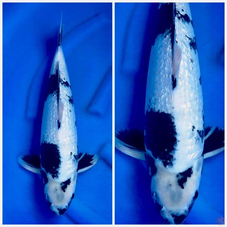 Shiro gingrin 50 cm male 