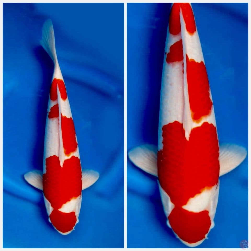 Super red kohaku 42cm male
