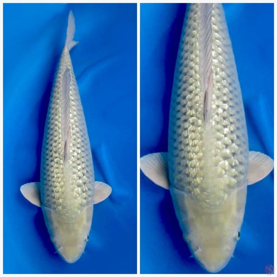 soragoi full gingrin jumbo Tosai 65cm