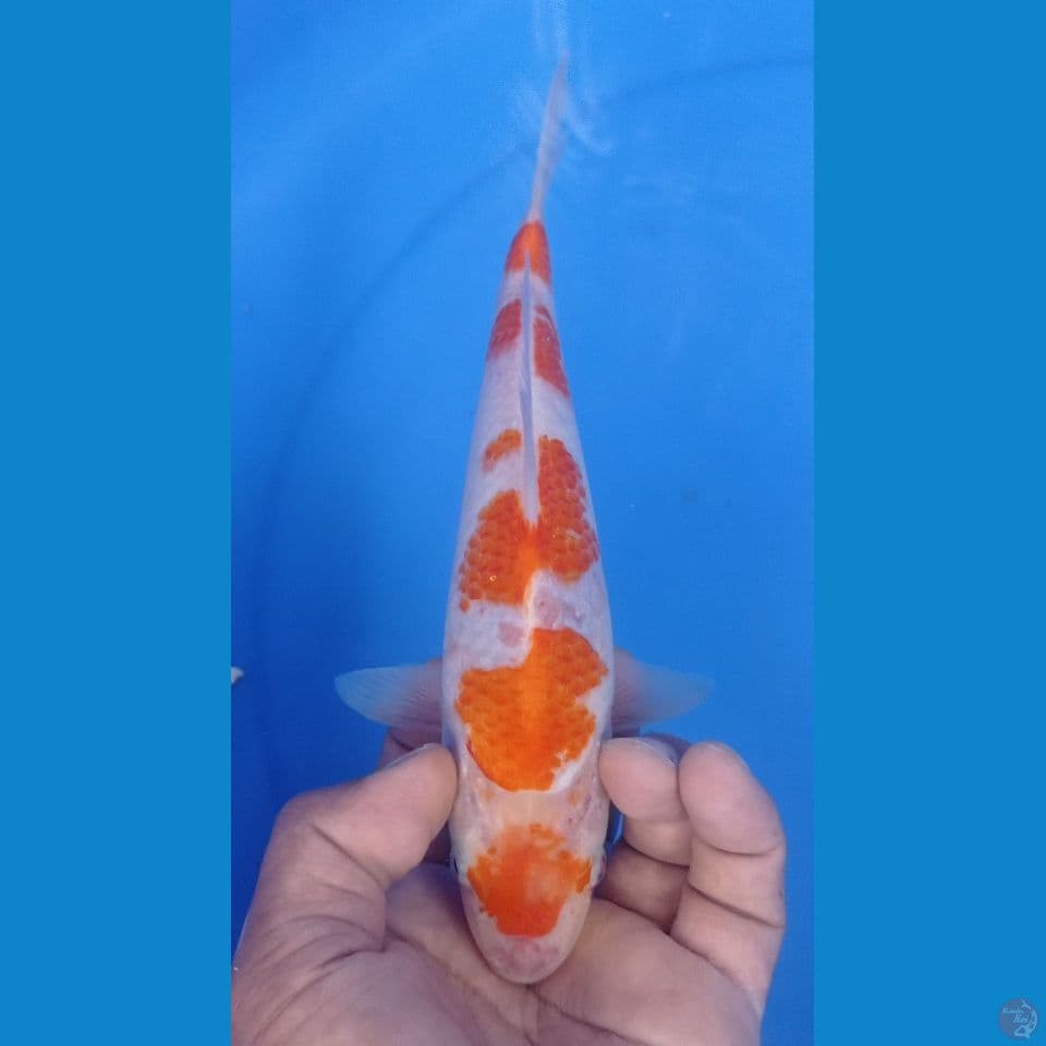 maruten 23