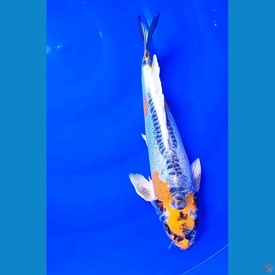34 cm yellow kiko munuk