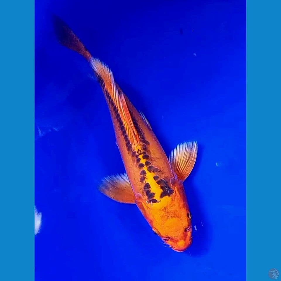 34 cm kumpay kawari