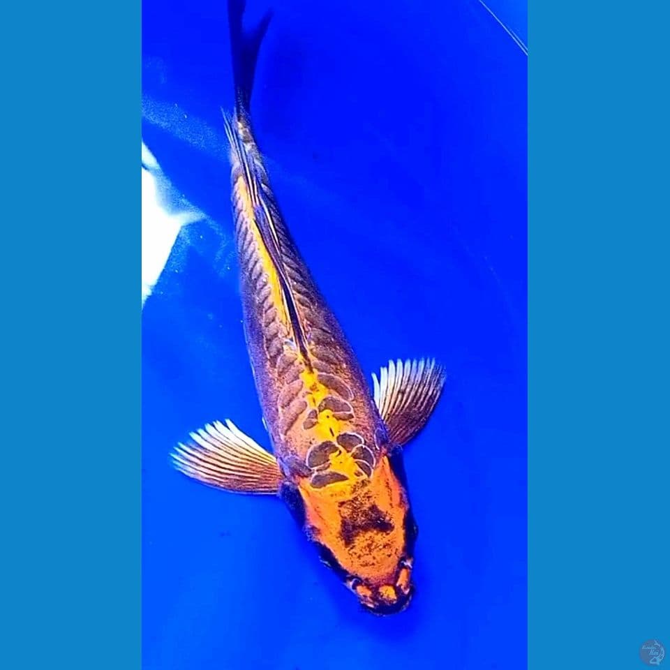 32 cm kumpay kawari