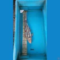 shusui 38cm m