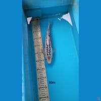 shusui 30cm m