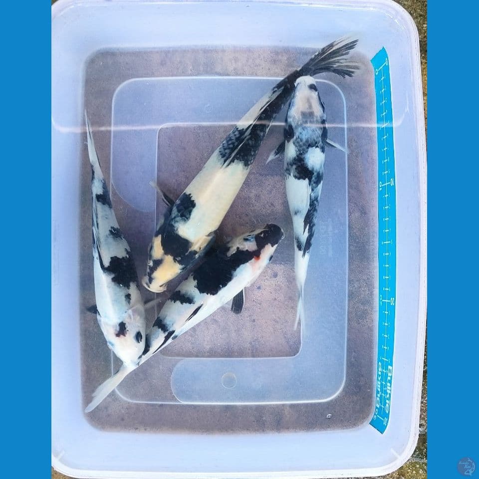 bahan shiro pekat //22-27 cm