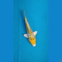 Hariwake ~ 22CM