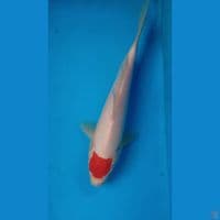 Tancho ~ 23CM