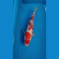 KOHAKU QQ ~ 30CM