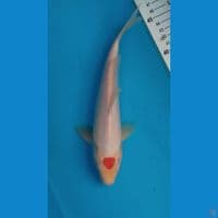 Tancho ~ 24cm