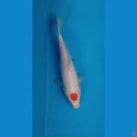 Tancho ~ 25cm