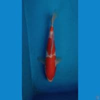 Kohaku ~ 24cm