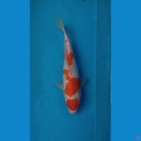 Kohaku QQ ~ 26cm
