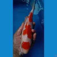 KOHAKU QUALITY ~ 25CM