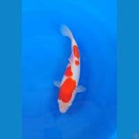Kohaku 29cm Betina