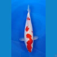 Kohaku 35cm Betina calon Punuk