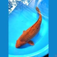 Bahan induk caramel 45cm