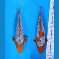 sabikoyo 34-36cm...