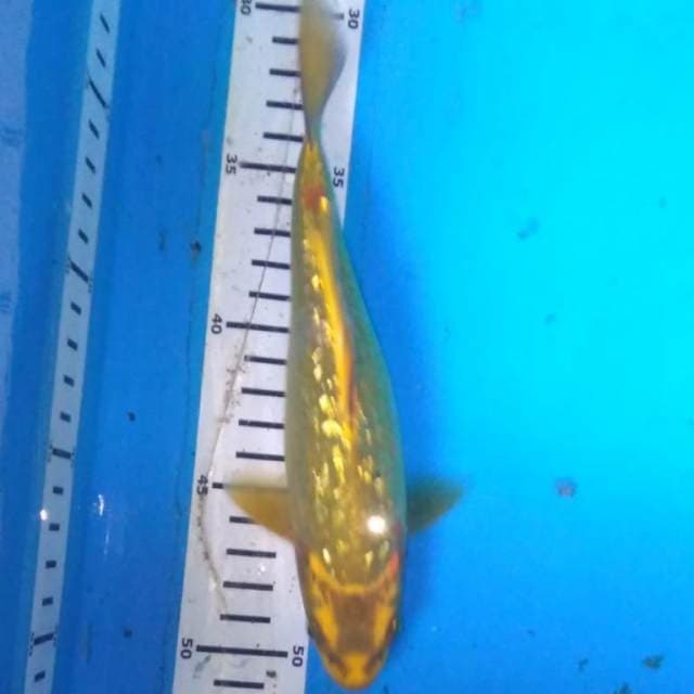Gold mukashi ginrin
