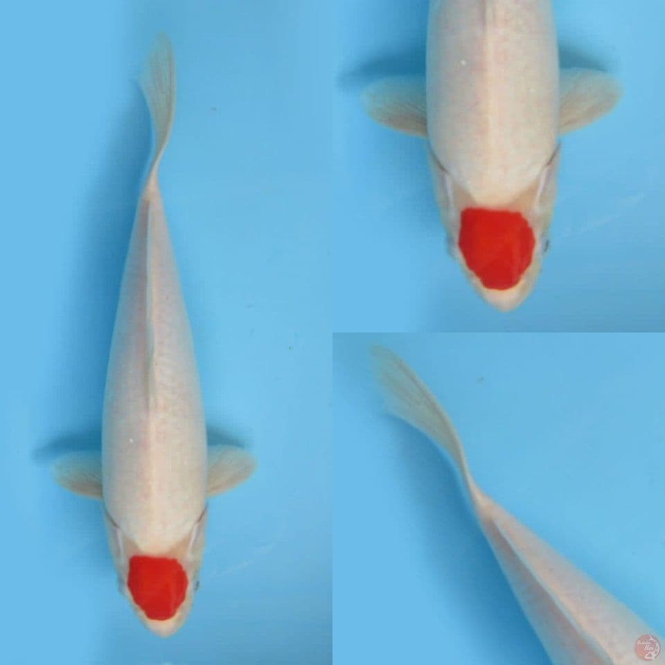 33cm, Tancho F1 