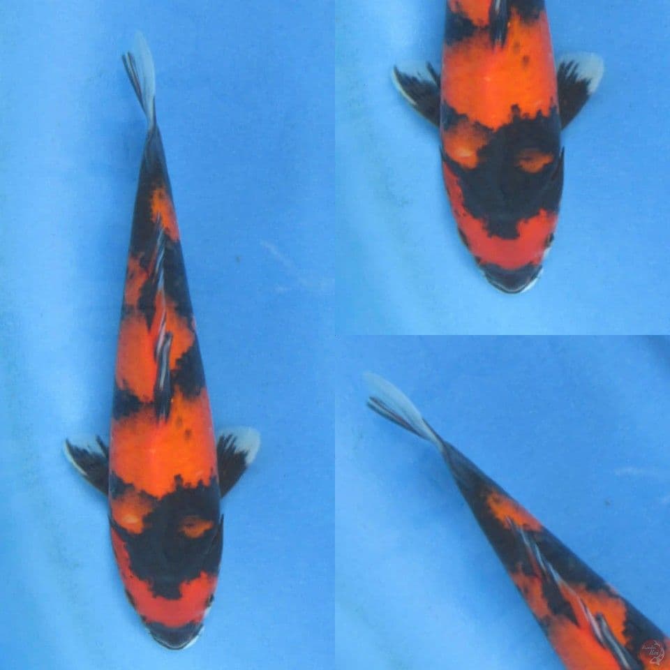 25cm, Hi Showa 