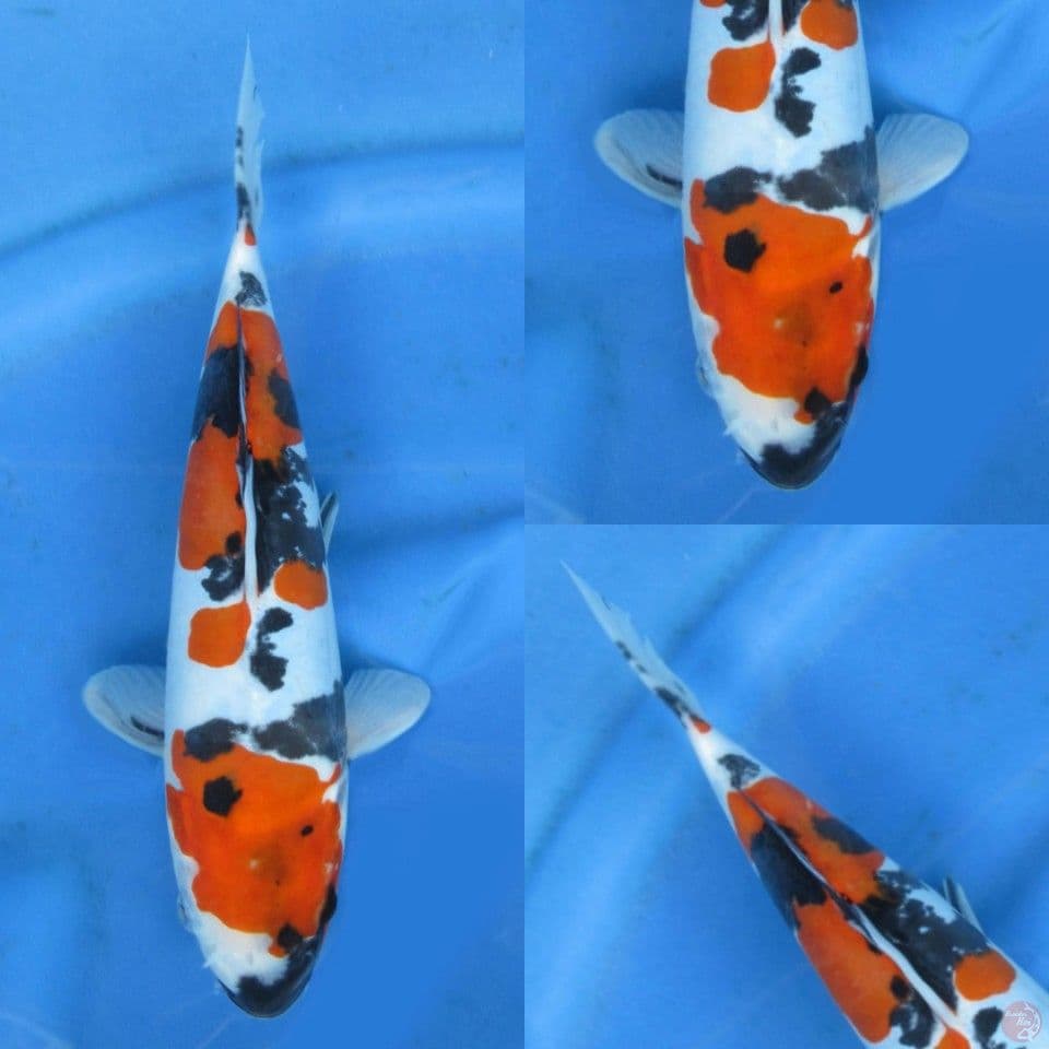 29cm, Doitsu Murni Showa