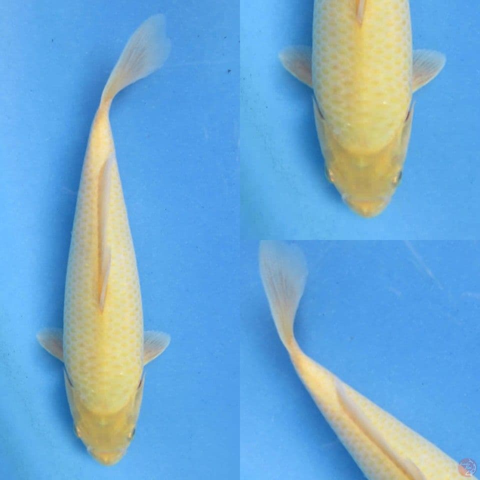 22cm, Karasi lemon 