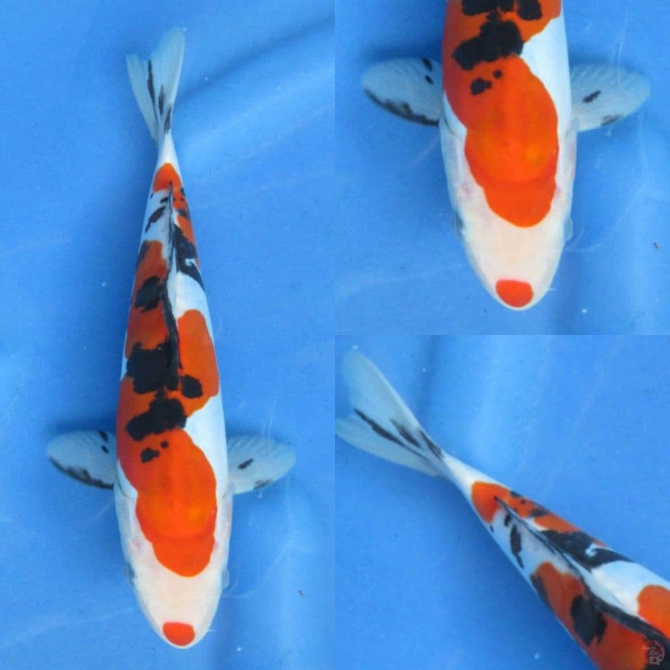 25cm, Doitsu sanke murni