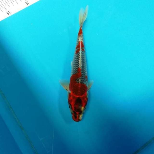 Kujaku super red