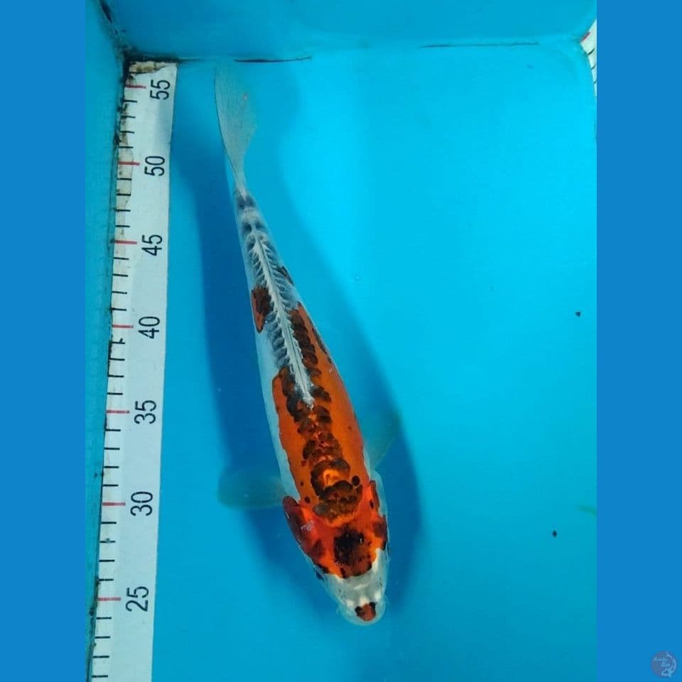 Beni Kikokuryu 32cm fml