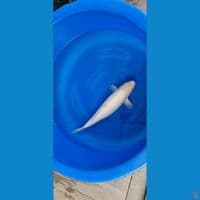Shiromuji Size 50cm Maruju Farm 