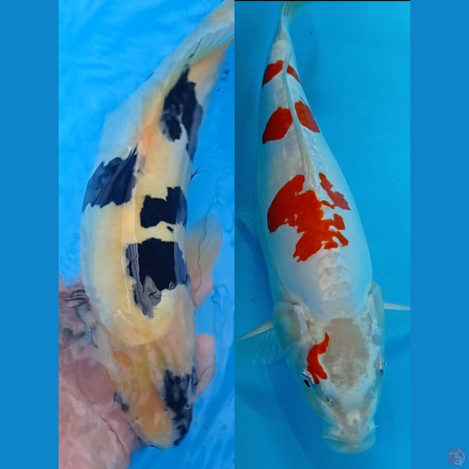 (2 ekor)Doitsu shiro & Kikusui