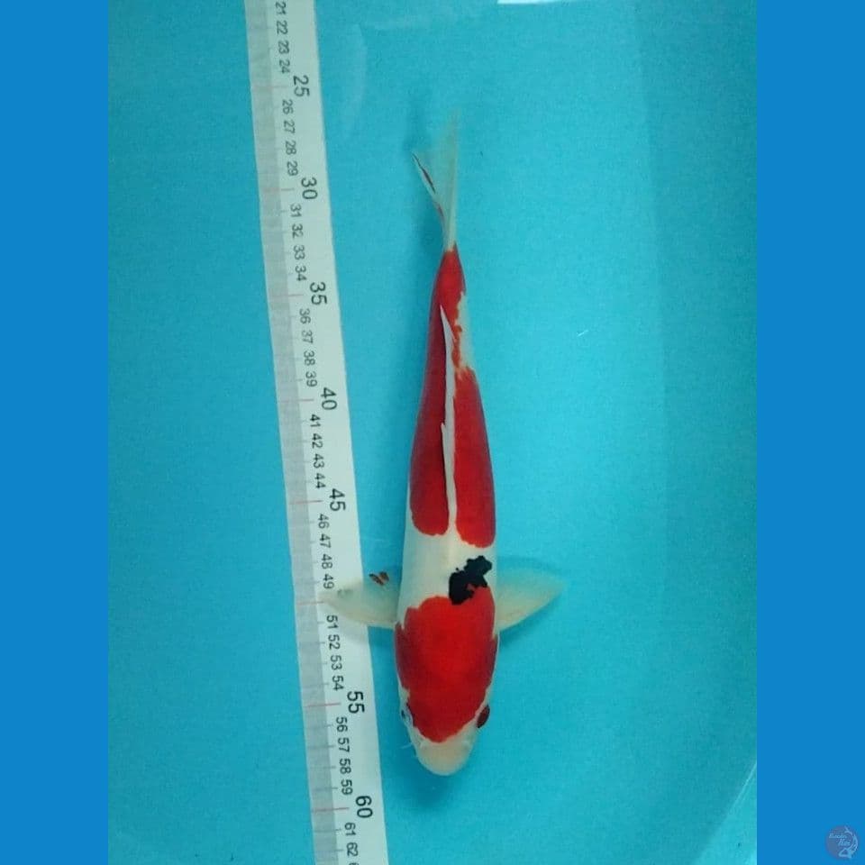 Sanke Doitsu Murni 30cm Male