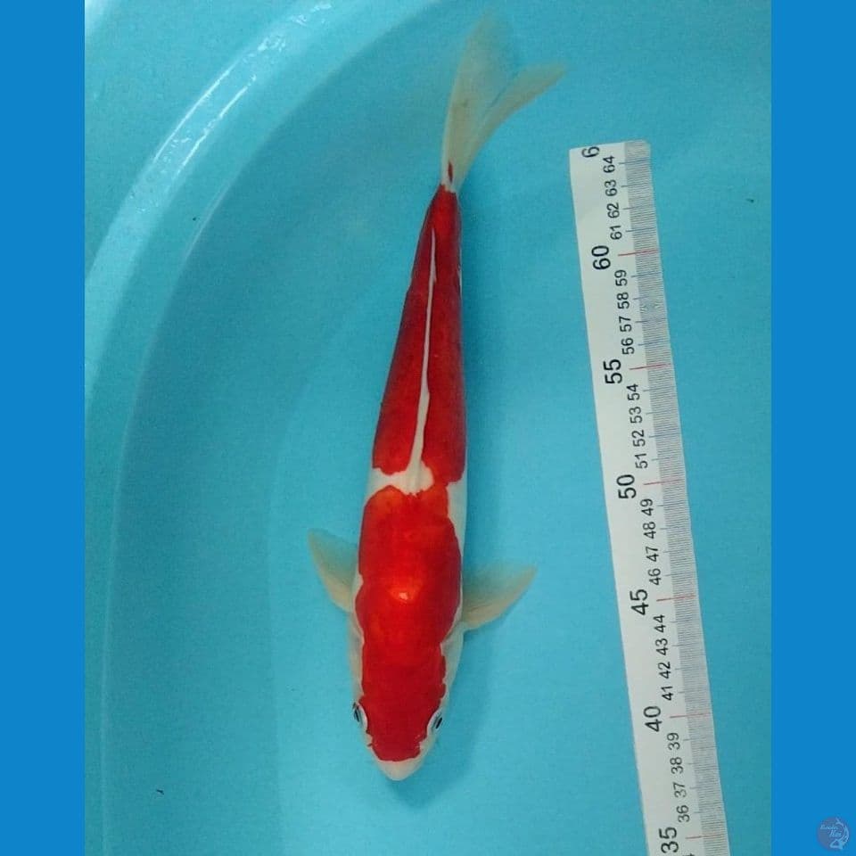 Kohaku Doitsu Murni 32cm male