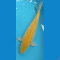 Karasi lemon