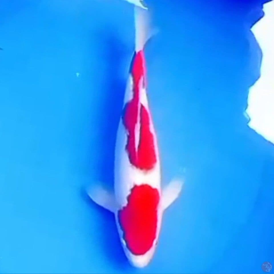 30cm SANDAN KOHAKU BAGUS