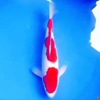 30cm SANDAN KOHAKU BAGUS
