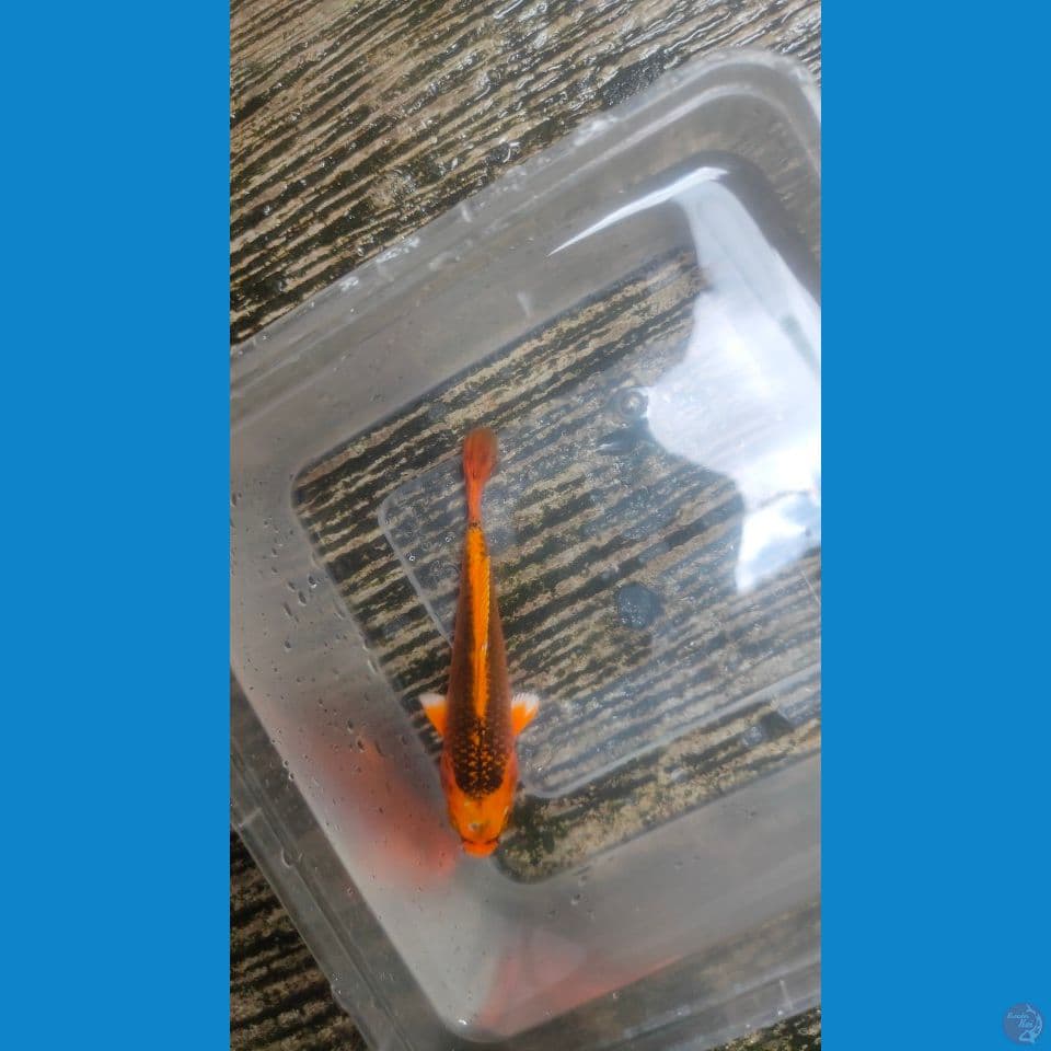 Kin Matsuba HQ 13cm™