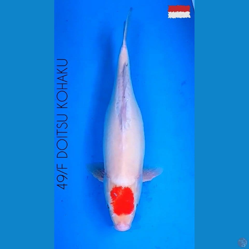 JUMBO 49/F TC. KOHAKU DOIT Ready Pijah