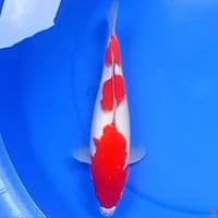 31cm 3 STEP KOHAKU BAGUS