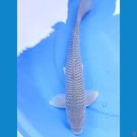 41cm  JUMBO SORAGOI JANTAN