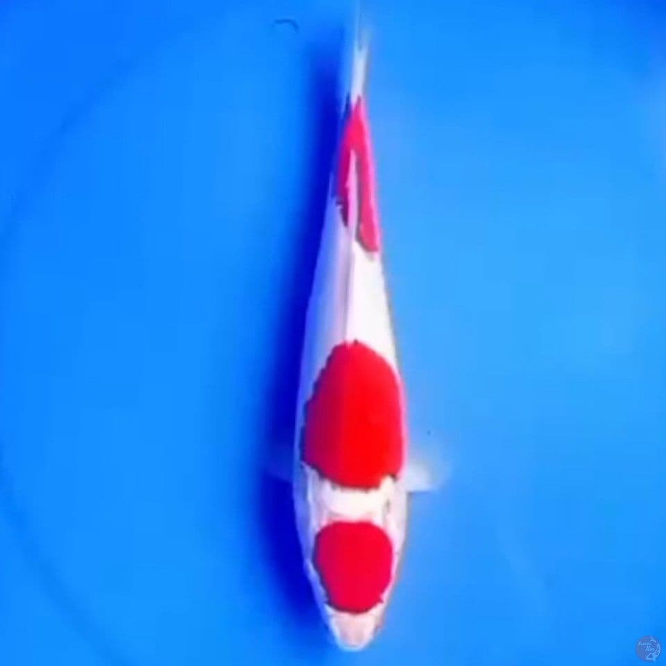 30cm KOHAKU BAGUS