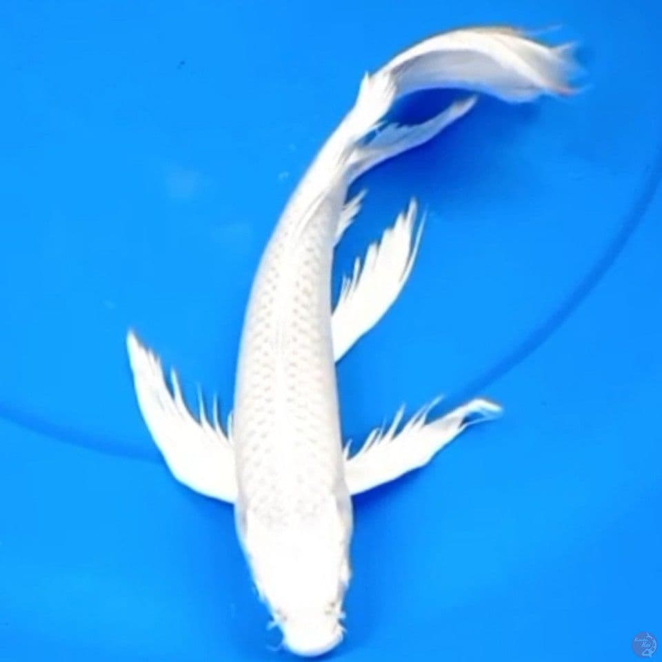 31cm BUTTERFLY PLATINUM