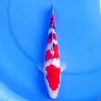 29cm TSUBOSUMI SANKE 
