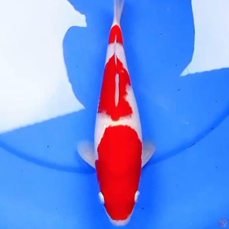 26cm 3STEP KOHAKU STRONG