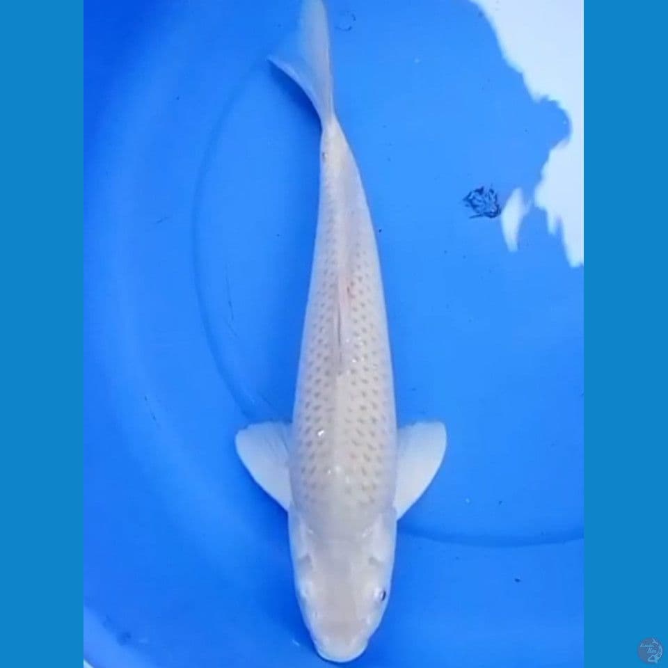 41cm SORAGOI JUMBO