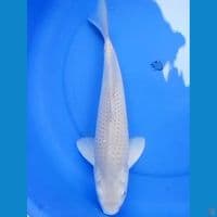 41cm SORAGOI JUMBO